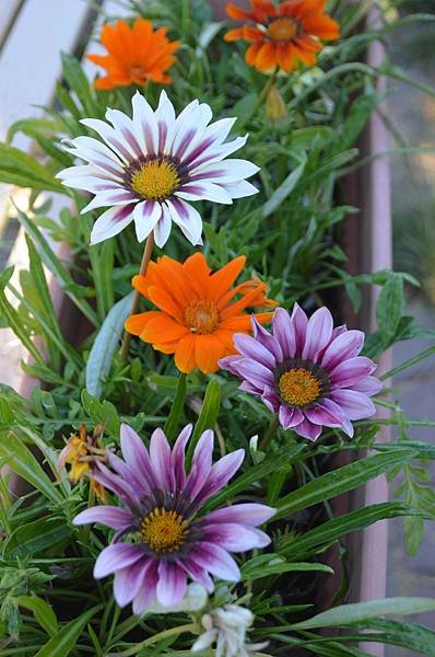 1017Gazania1.jpg
