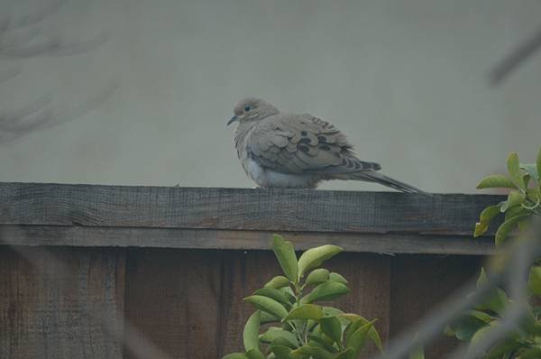0207Bird7.jpg