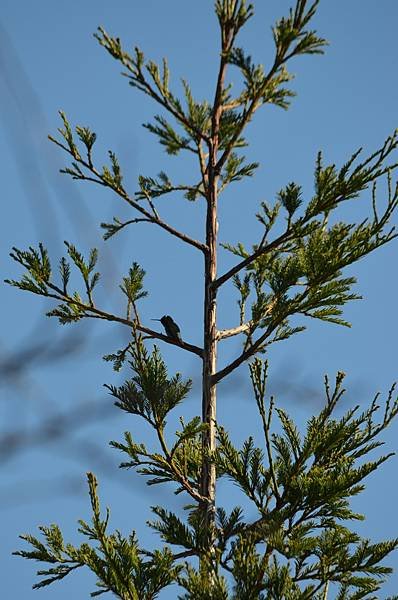 0207Bird2.jpg