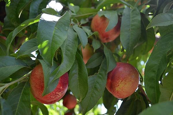 0530Peach1.jpg