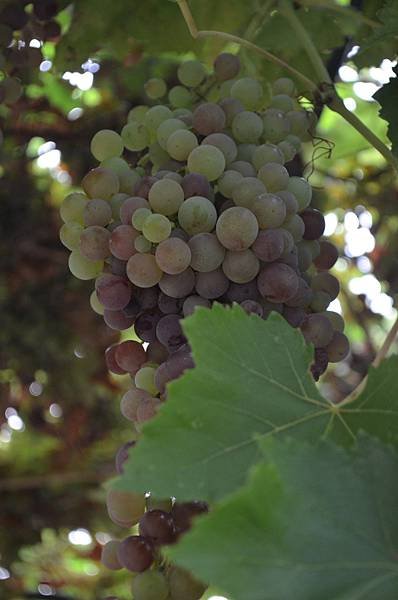 0819Grape7.jpg