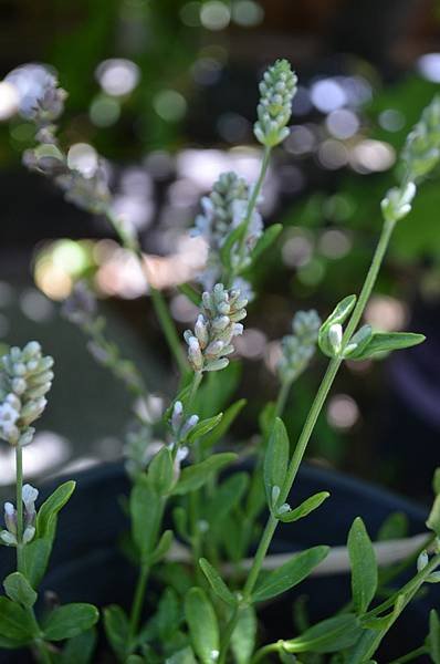 0620Lavendar1.jpg