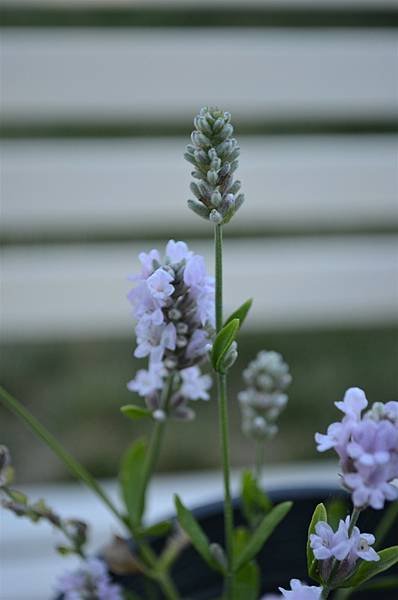 0624Lavendar3.jpg