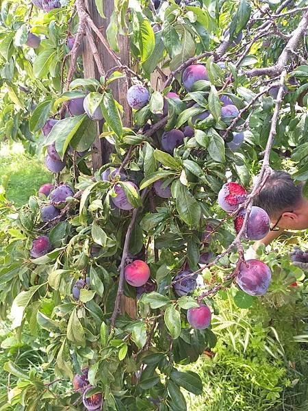 0805Pluot1.jpg