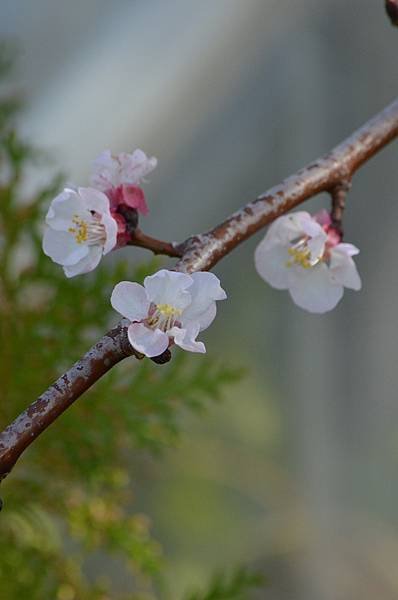 0220Apricot2.JPG