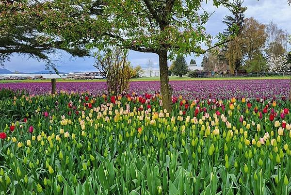 鬱金香節 @ Skagit Valley (下)