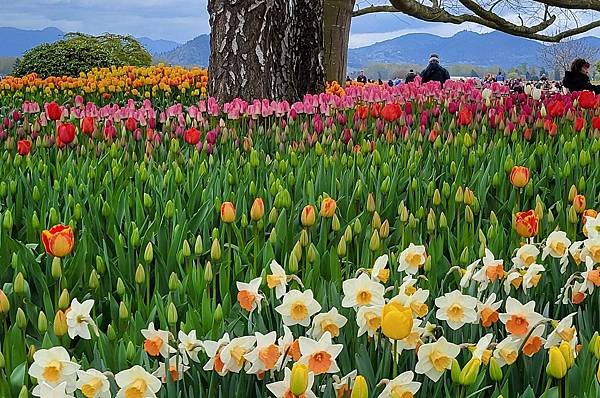 鬱金香節 @ Skagit Valley (下)