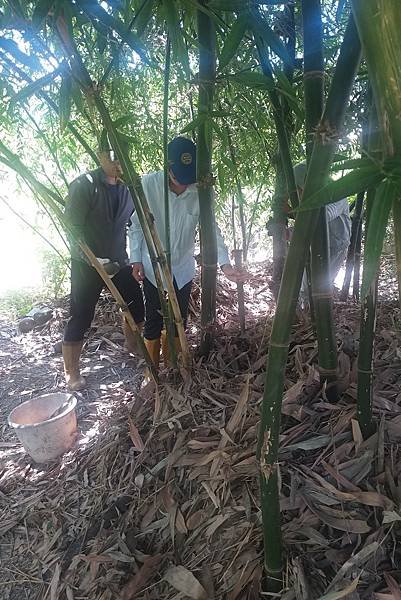 全家下田採藍和採筍