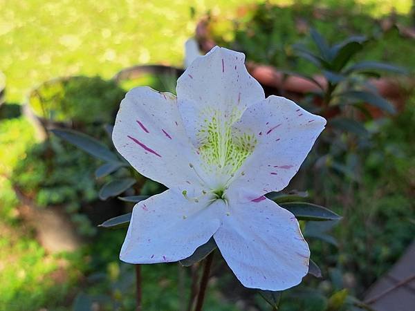 平戶杜鵑花