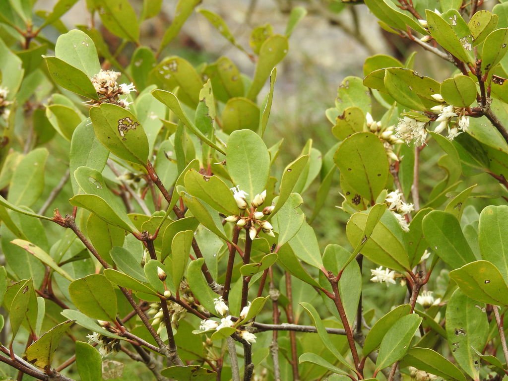 DSCN4231 - Flower of Aegiceras corniculatum (Linn.) Blanco 桐花樹