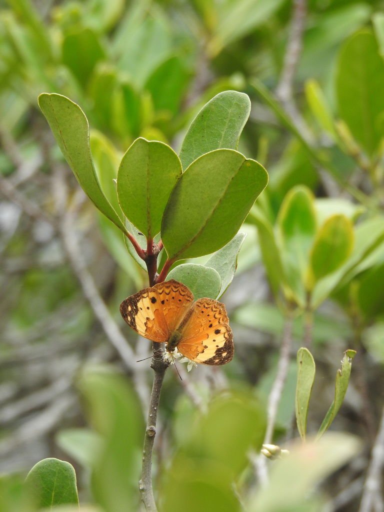 DSCN4243.JPG - Vanessa indica (Indian Red Admiral) 大虹蛺蝶