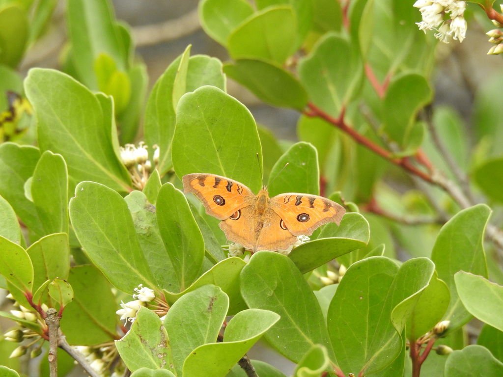 DSCN4257.JPG - Junonia almana (Peacock Pansy) 美眼蛺蝶