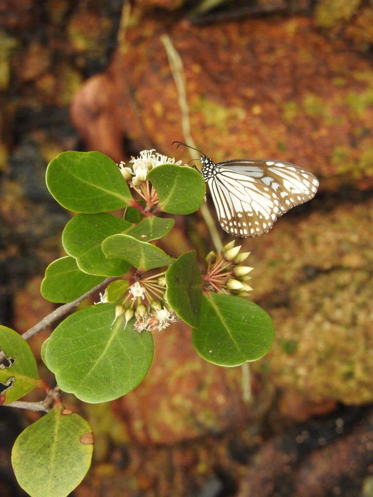 DSCN4285.JPG - Parantica aglea (Glassy Tiger) 絹斑蝶