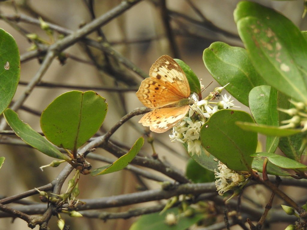 DSCN4322.JPG - Cupha erymanthis (Rustic) 黃襟蛺蝶