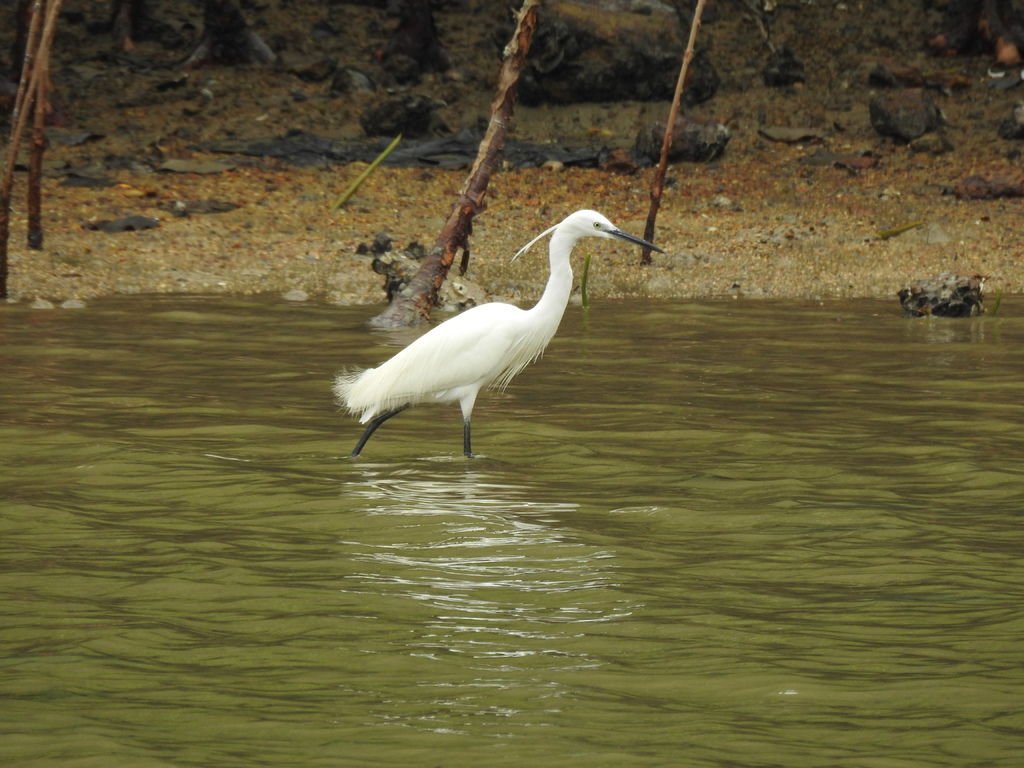 DSCN4337.JPG - Egretta garzetta (Little Egret) 大白鷺