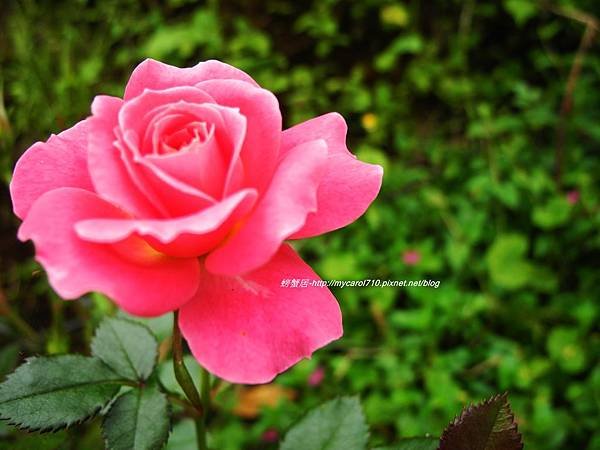 DSCN9316
