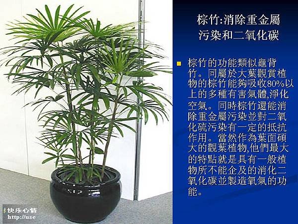 家庭常見植物的功效 (14).JPG