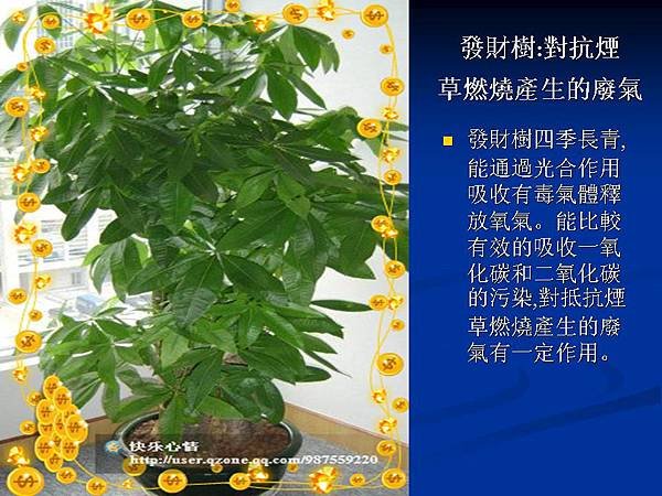 家庭常見植物的功效 (16).JPG