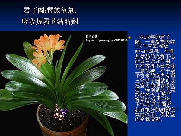 家庭常見植物的功效 (19).JPG