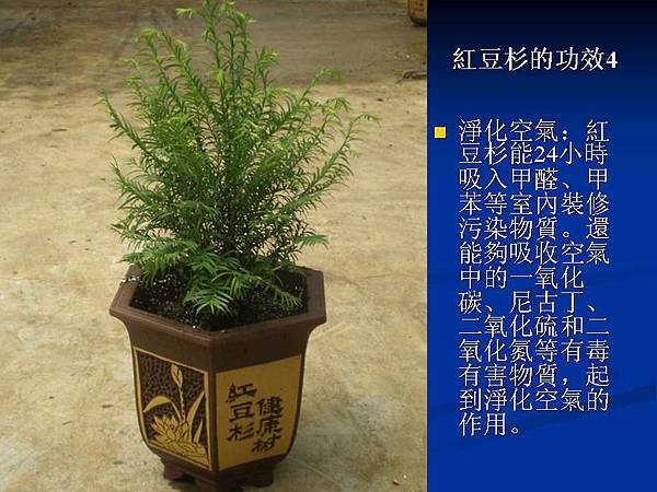 家庭常見植物的功效 (24).JPG