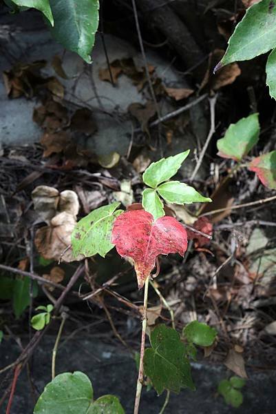 20151114 (1).JPG