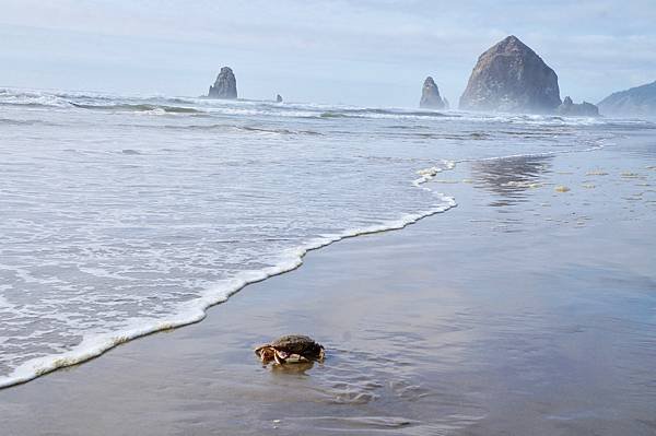 奧瑞岡州西北角海岸著名的Cannon Beach OR