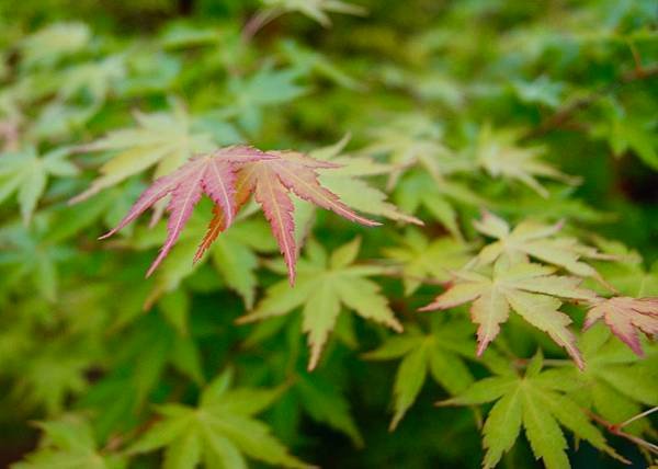 紅燒排骨、馬鈴薯及栗子燒肉、排骨湯