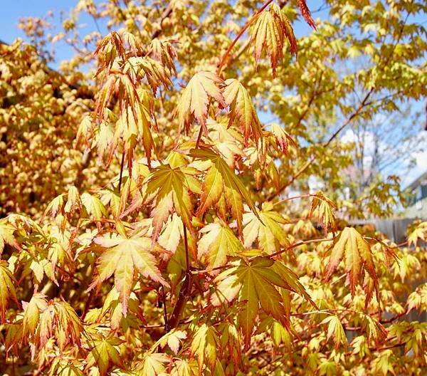 紅燒排骨、馬鈴薯及栗子燒肉、排骨湯