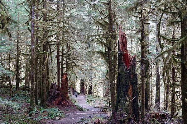 奧林匹克國家公園Olympic National Park,