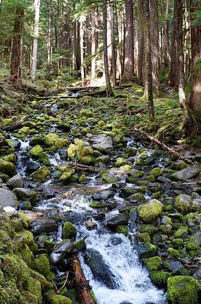 奧林匹克國家公園Olympic National Park,