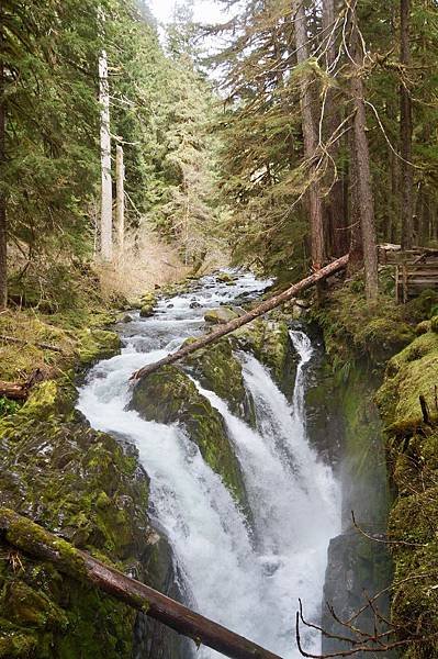 奧林匹克國家公園Olympic National Park,