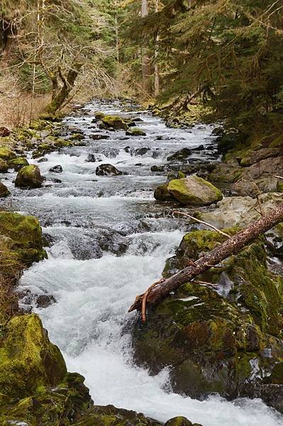 奧林匹克國家公園Olympic National Park,