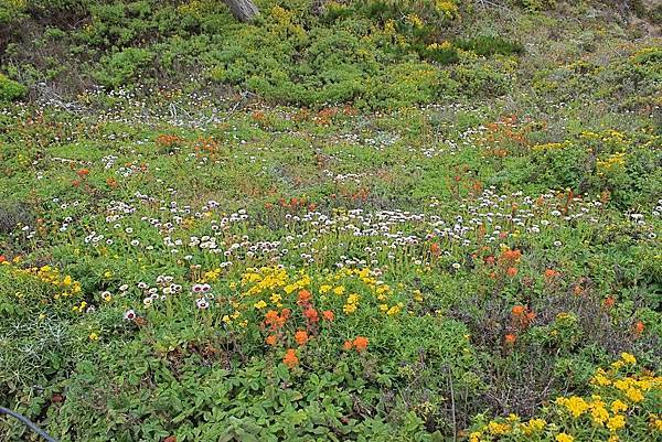 北加州Big Sur海岸線Point Lobos State