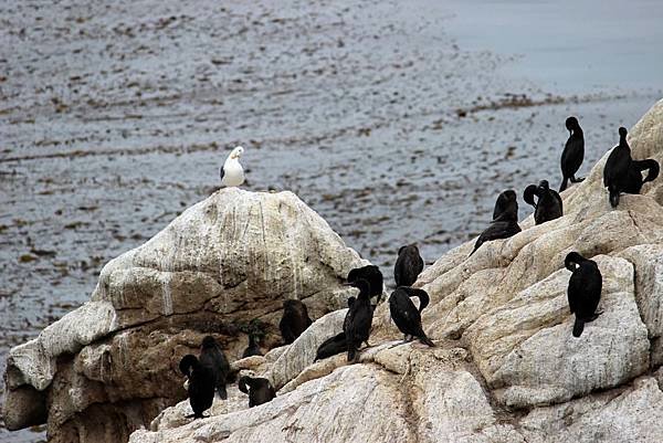 北加州Big Sur海岸線Point Lobos State