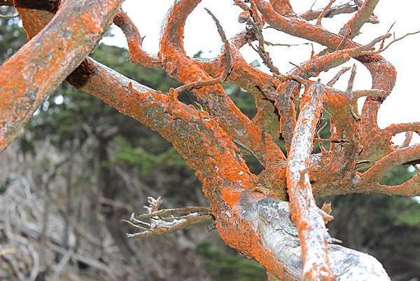 北加州Big Sur海岸線Point Lobos State