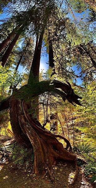 奧林匹克國家公園Olympic National Park,