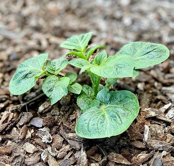 馬鈴薯(Potato)的成長