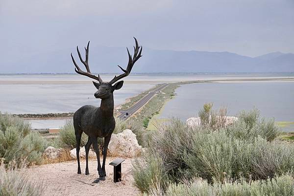 猶他州大鹽湖上最大的島-Antelope Island St