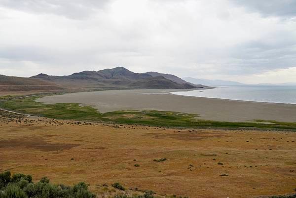 猶他州大鹽湖上最大的島-Antelope Island St