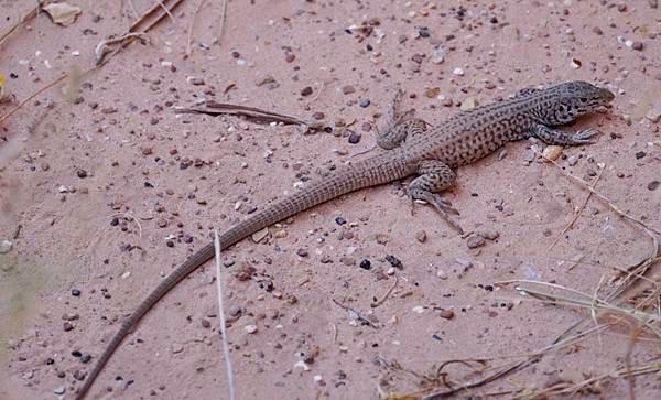 猶他州頂礁國家公園Capitol Reef National