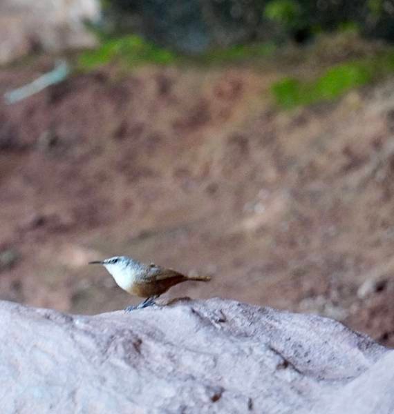 猶他州宰恩國家公園Zion National Park