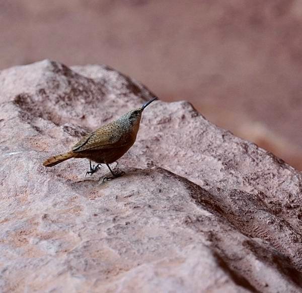 猶他州宰恩國家公園Zion National Park