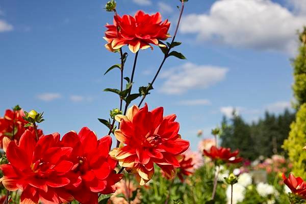 奧瑞岡州天鵝島大理花田Swan Island Dahlias