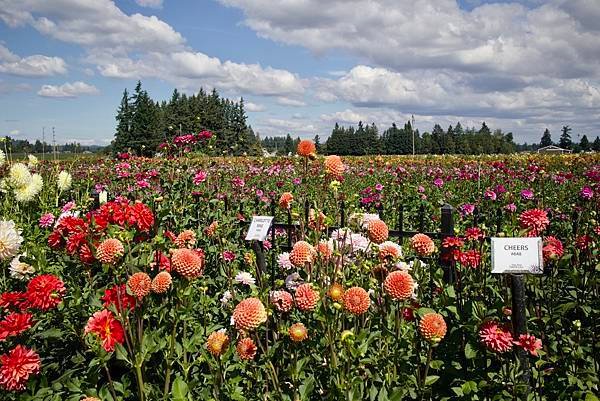 奧瑞岡州天鵝島大理花田Swan Island Dahlias