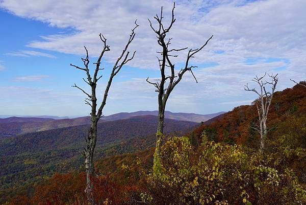 維吉尼亞州Shenandoah National Park仙