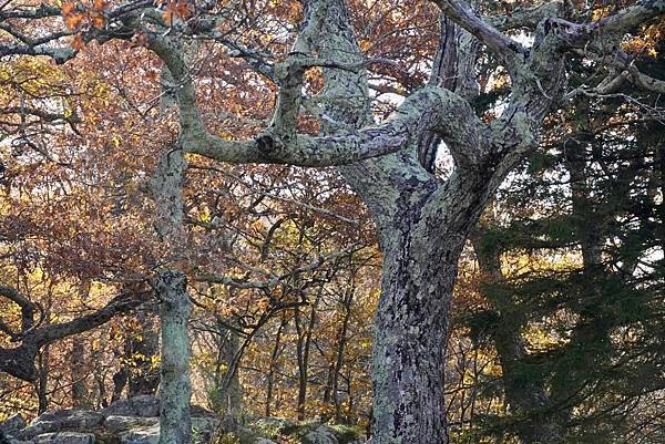 維吉尼亞州Shenandoah National Park仙