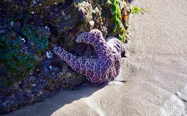 奧瑞岡州西北角海岸著名的Cannon Beach OR