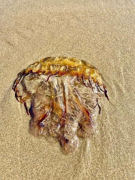 奧瑞岡州西北角海岸著名的Cannon Beach OR