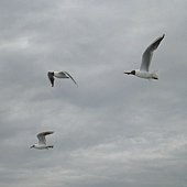 IMG_1228.JPG