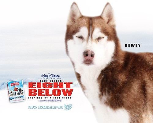 極地長征（Eight Below） (4)